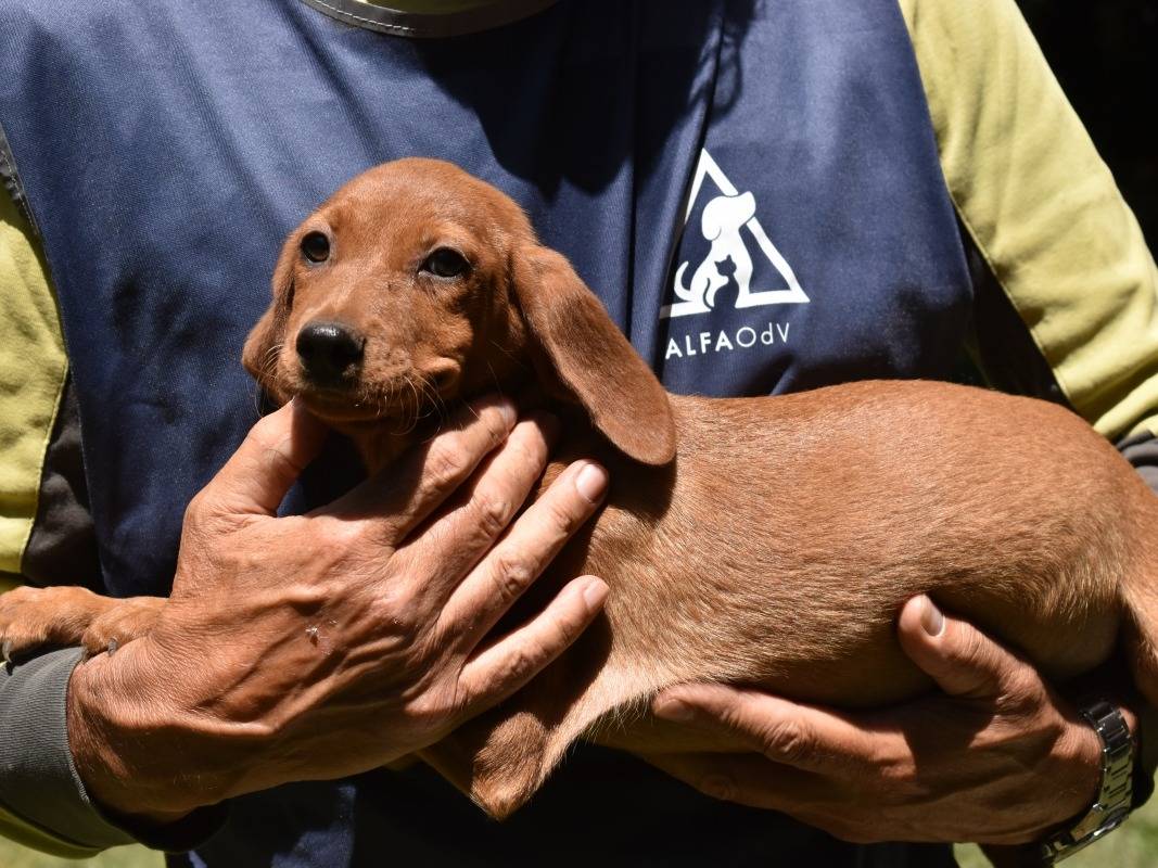 Adotta un cane, maschio, 3 mesi, Roma