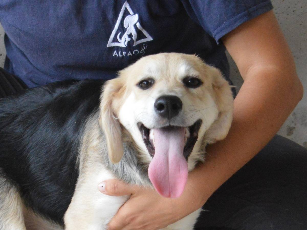 Adozione cane, femmina, Razza sconosciuta Razza sconosciuta, 4 mesi, taglia media contenuta, Roma