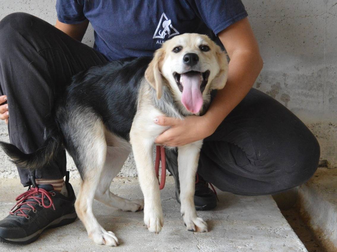 Adotta un cane, femmina, 4 mesi, Roma