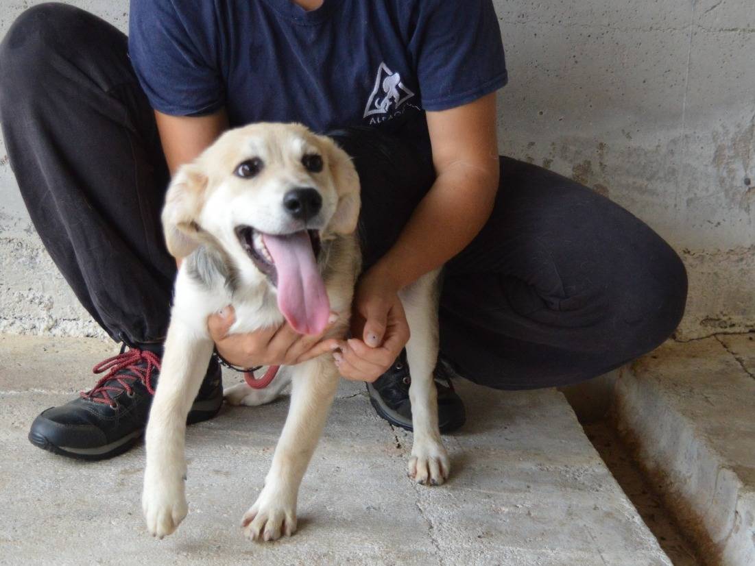 Adotta un cane, taglia media contenuta, femmina, Roma