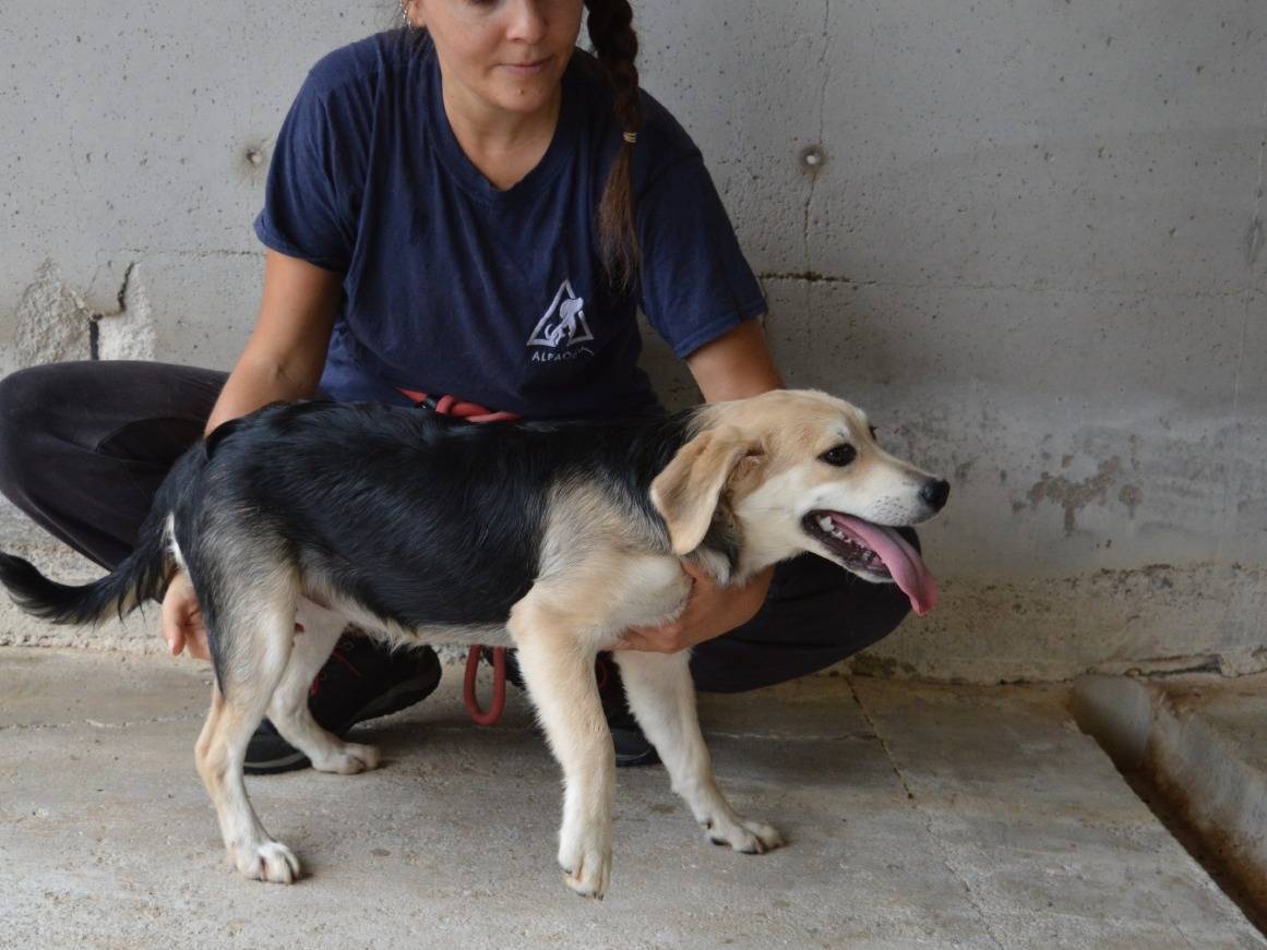 Vuoi adottare un cane a Roma?