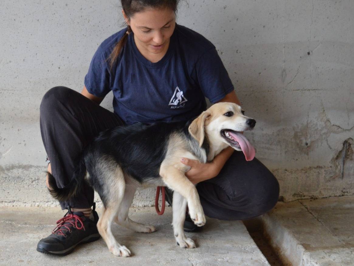 Adotta il cane Fioralba a Roma