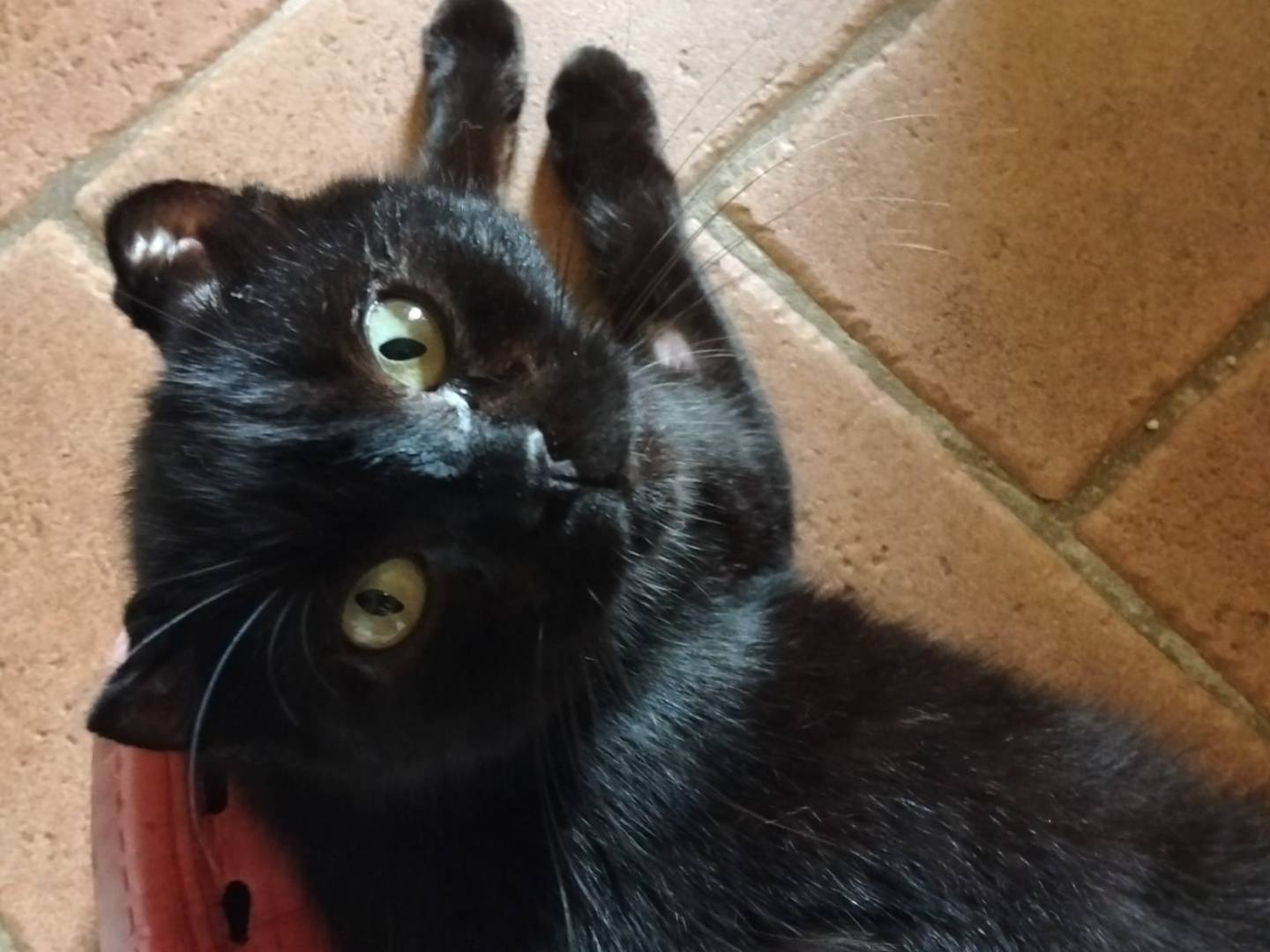 Adozione gatto, femmina, Razza sconosciuta Razza sconosciuta, 1 anno e 4 mesi, taglia non valida, Firenze