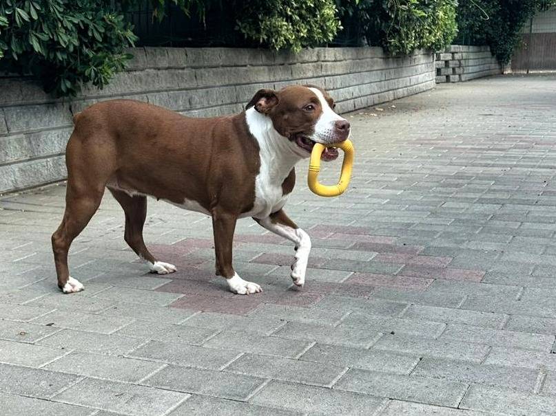 Adotta un cane, taglia media, femmina, Milano