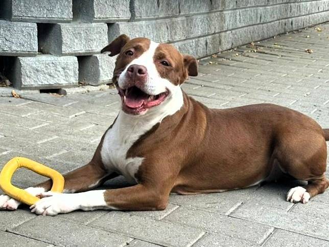 Vuoi adottare un cane a Milano?