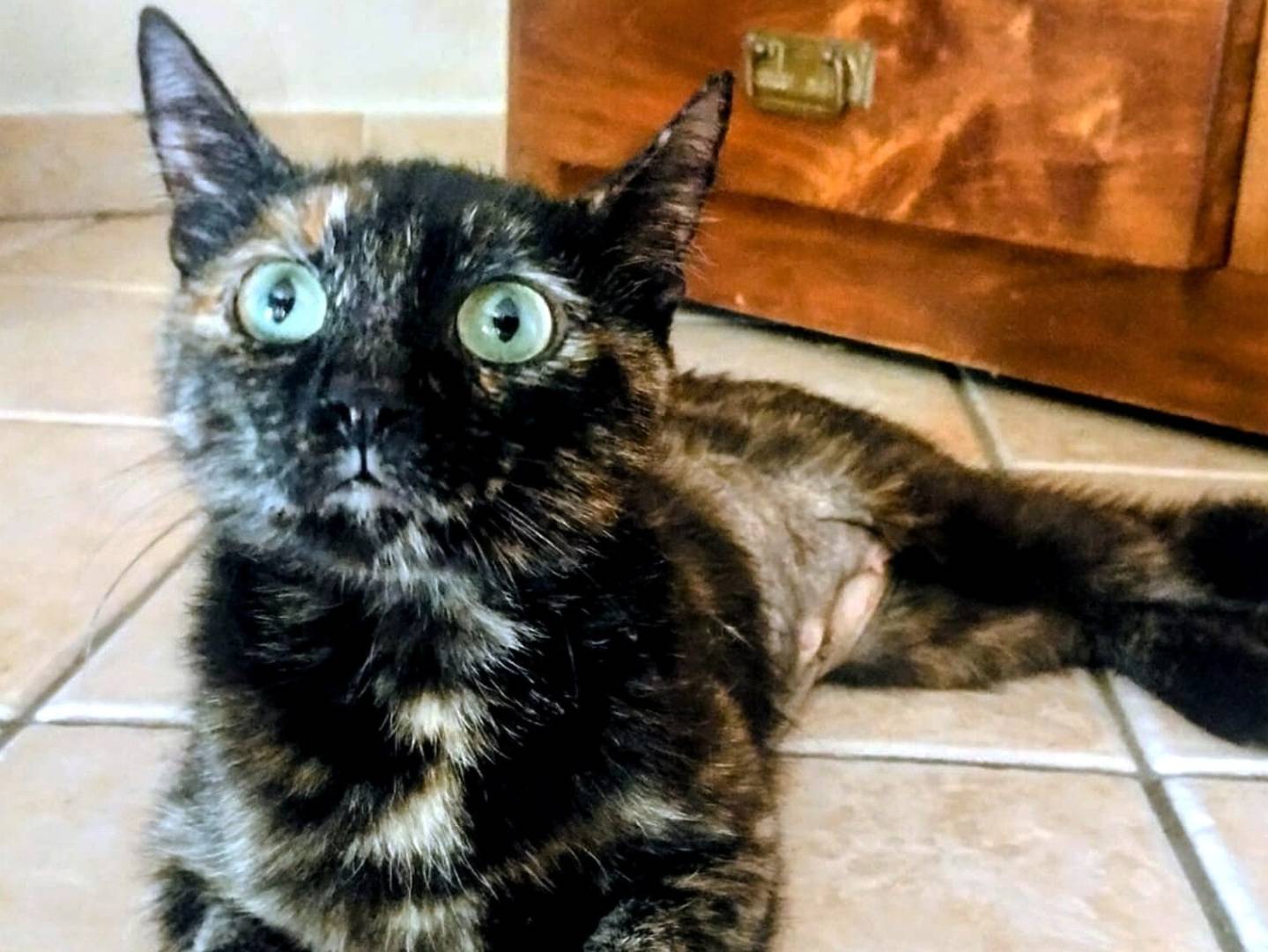Adozione gatto, femmina, Razza sconosciuta Razza sconosciuta, 1 anno e 1 mese, taglia non valida, Torino