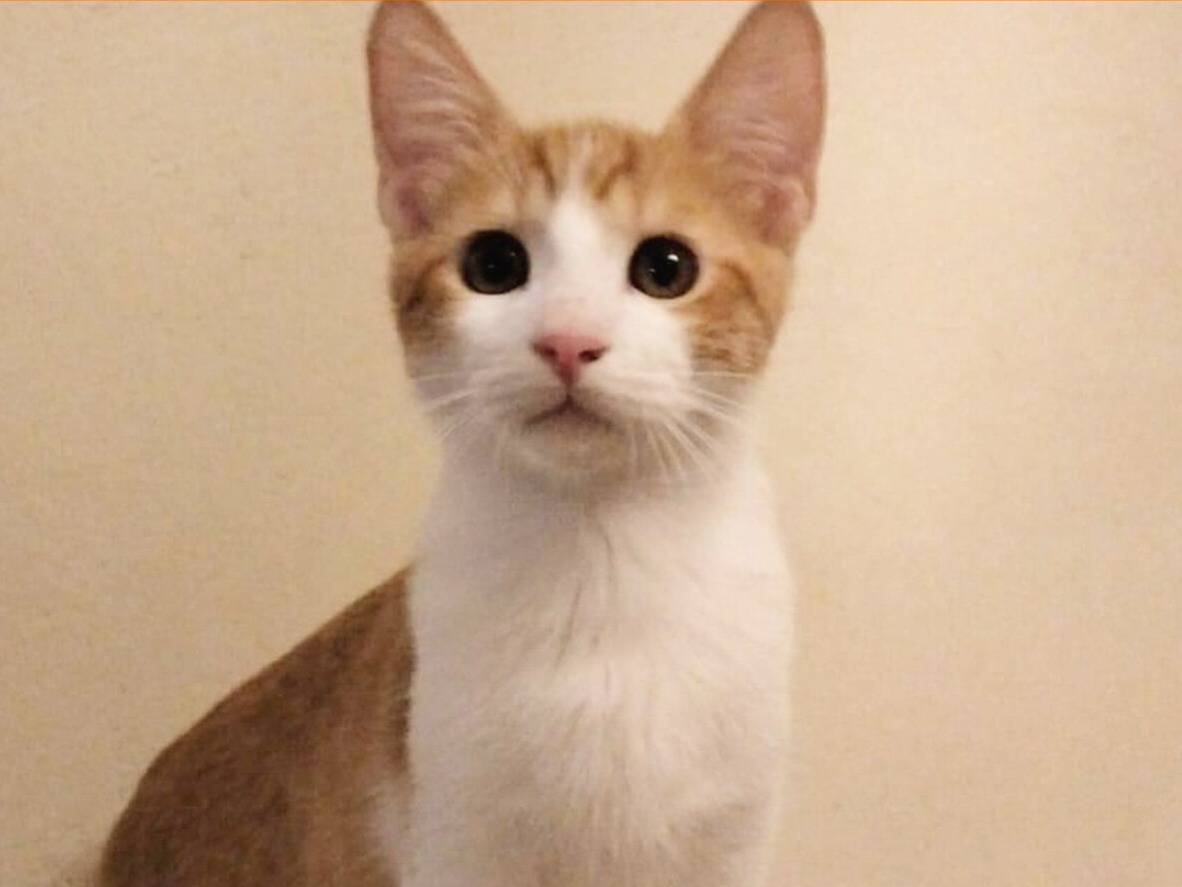 Adotta un gatto, femmina, 1 anno e 1 mese, Torino