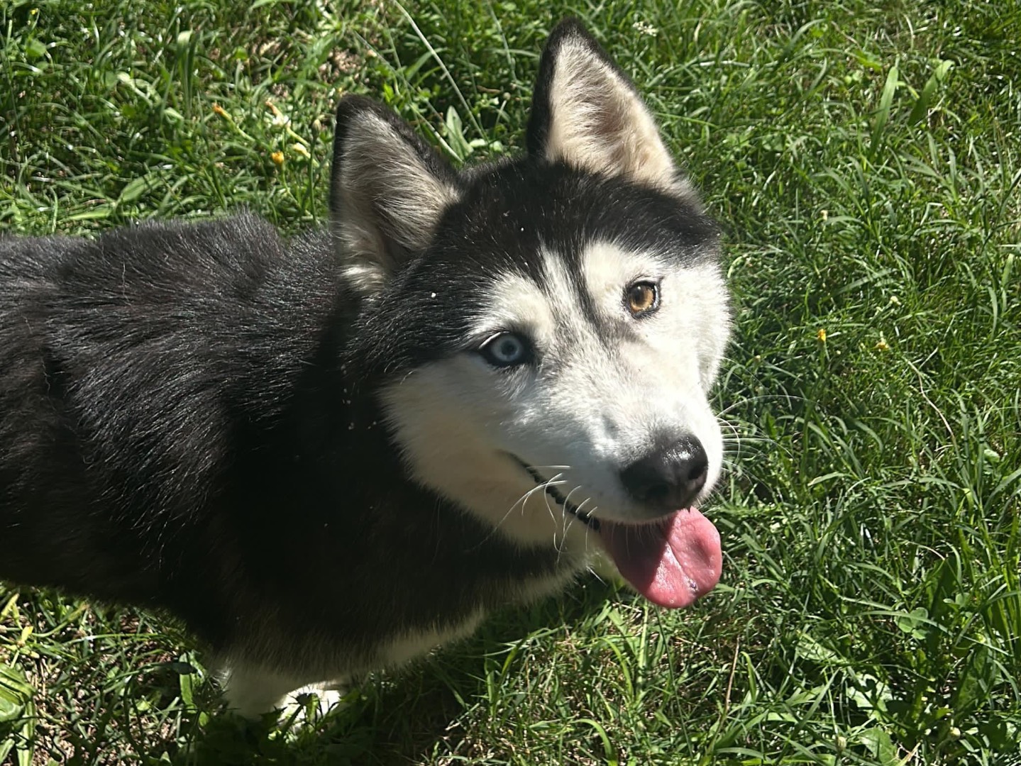 Vuoi adottare un cane a Milano?