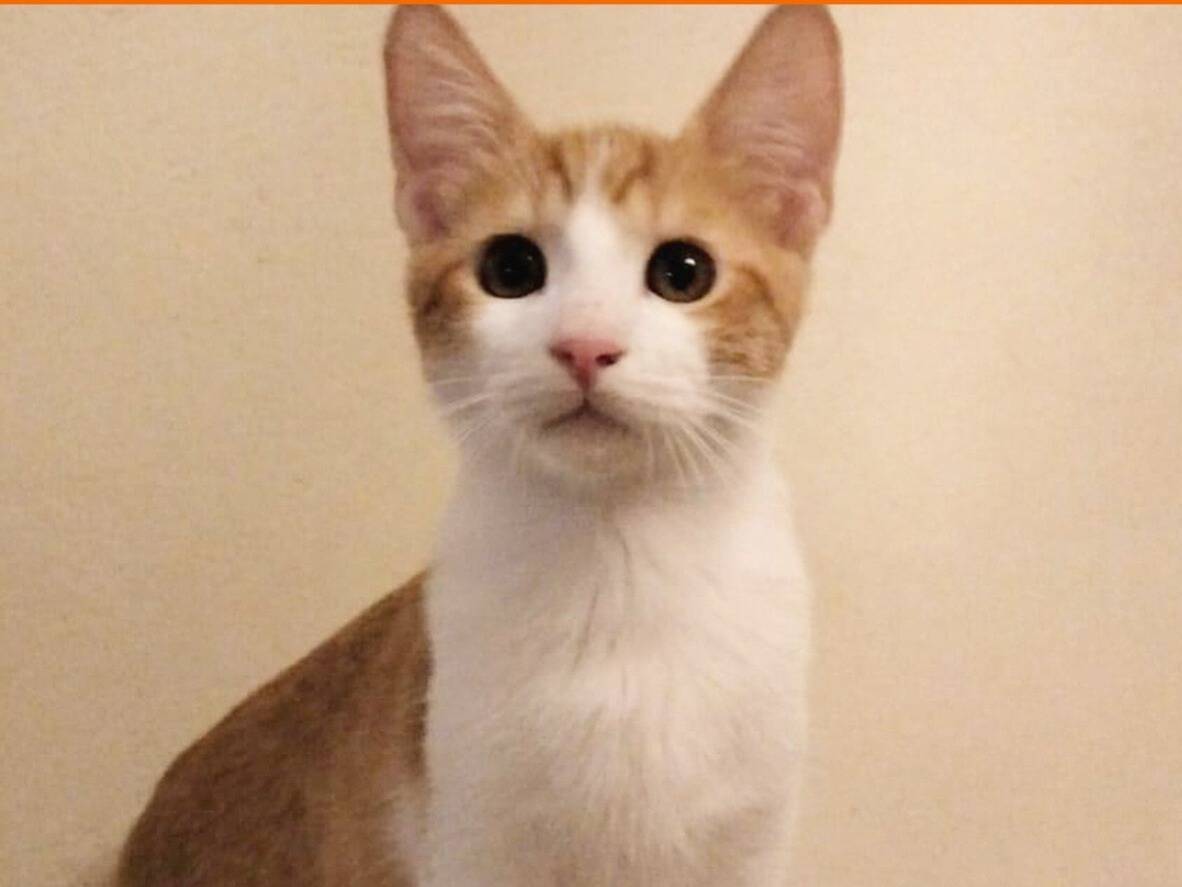 Adozione gatto, maschio, Razza sconosciuta Razza sconosciuta, 4 mesi, taglia non valida, Torino