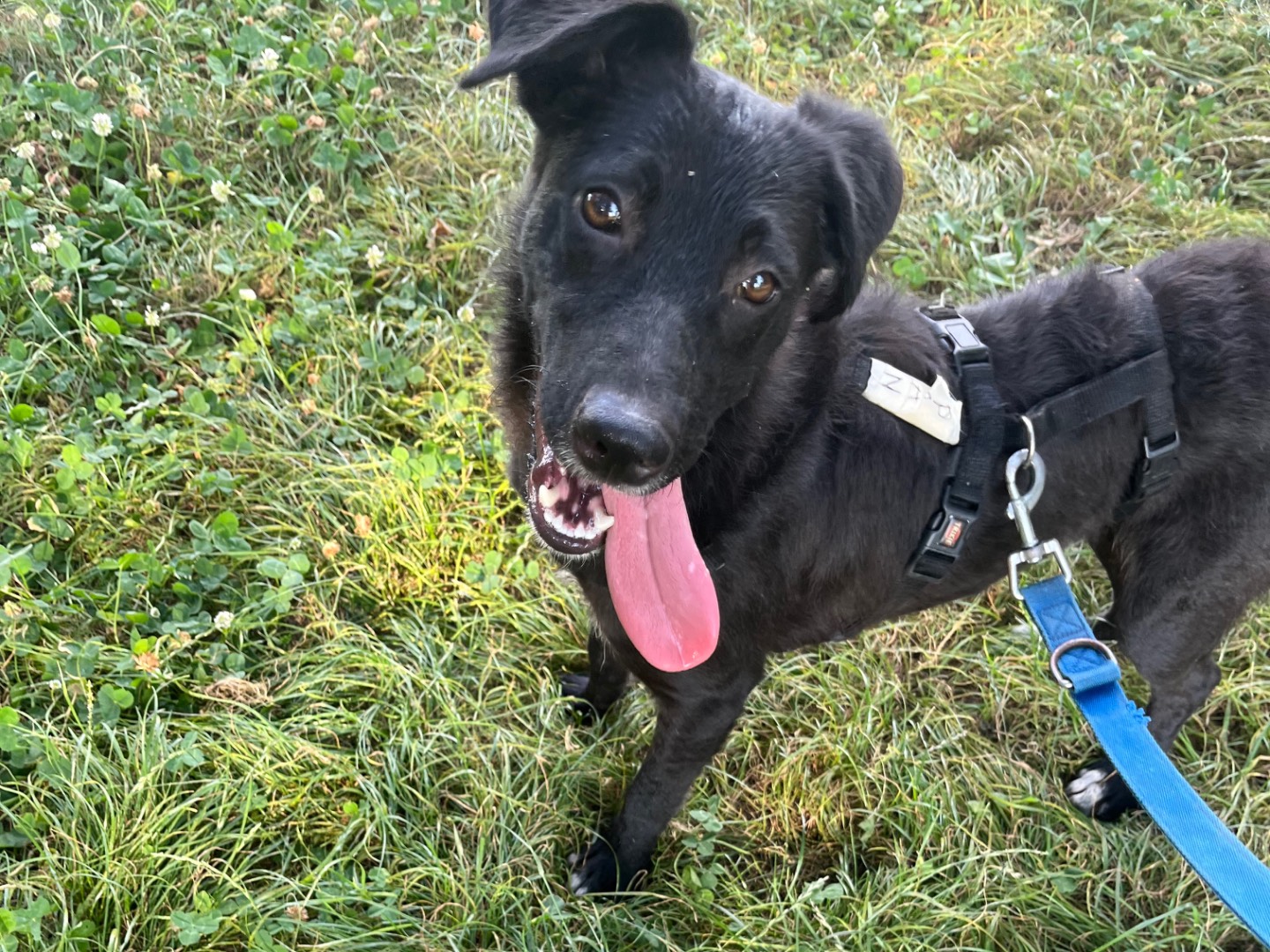 Adozione cane, femmina, Razza sconosciuta Razza sconosciuta, 1 anno, taglia media contenuta, Milano