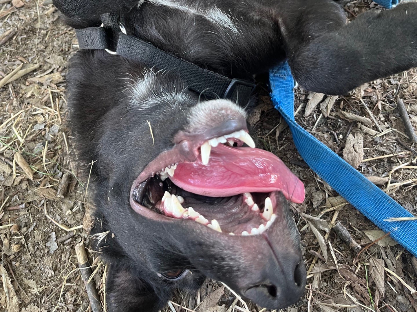 Adotta un cane, taglia media contenuta, femmina, Milano