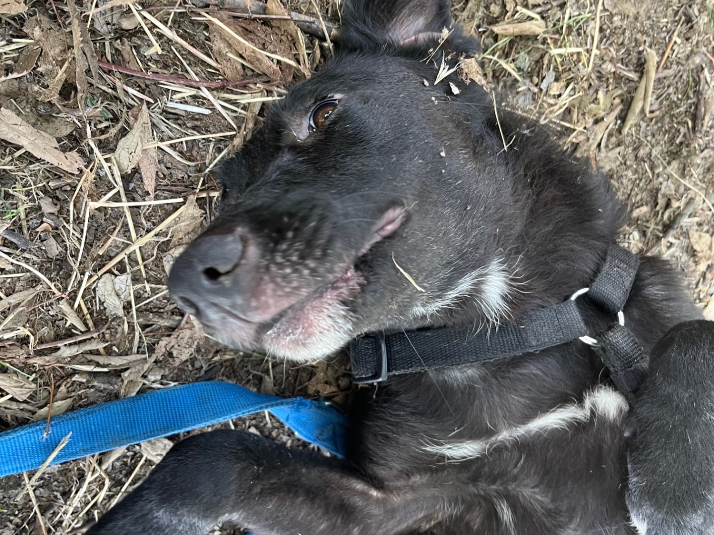 Vuoi adottare un cane a Milano?