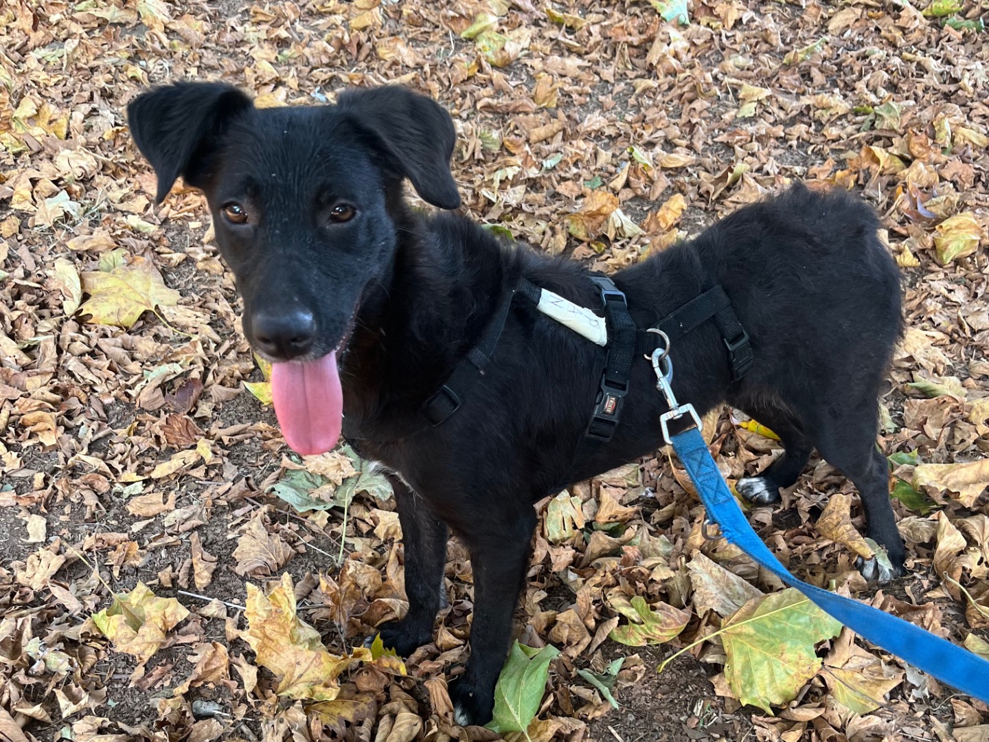 Adotta il cane Pan a Milano