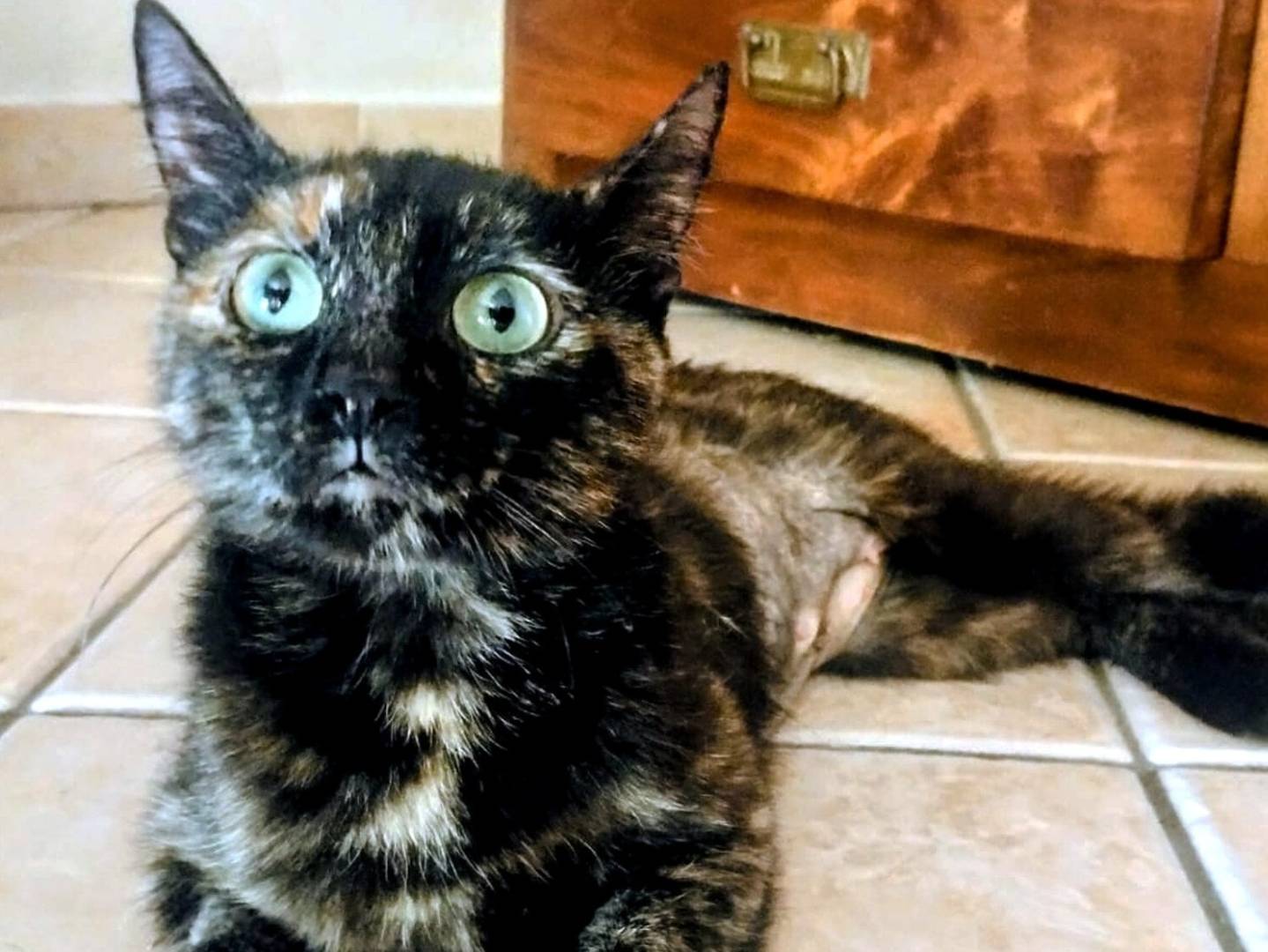 Adotta un gatto, maschio, 4 mesi, Torino