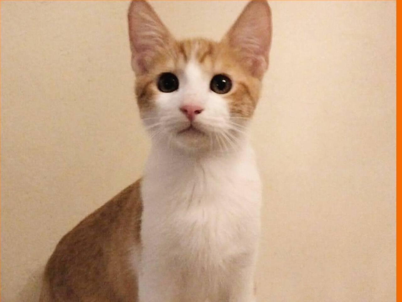 Adotta un gatto, taglia non valida, maschio, Torino