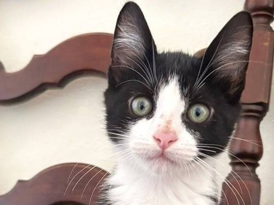 Vuoi adottare un gatto a Torino?