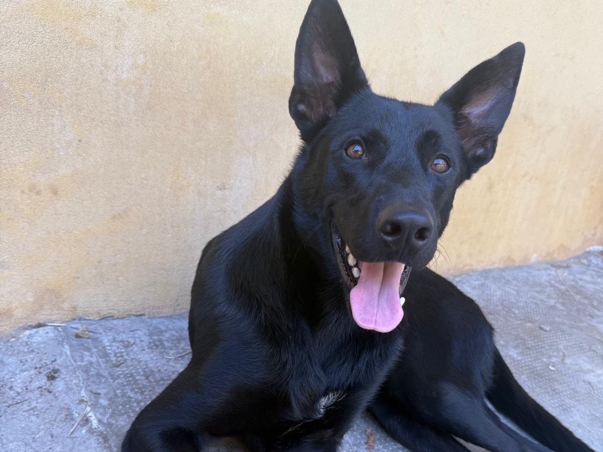 Adotta un cane, maschio, 2 anni e 1 mese, Milano