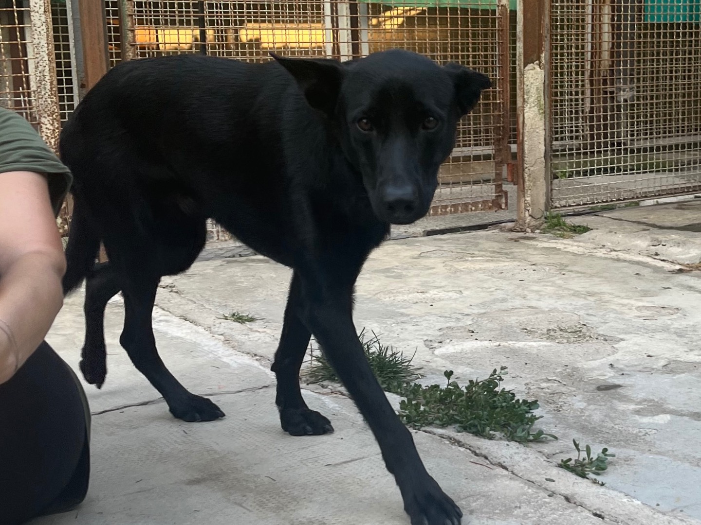 Adotta un cane, taglia media, maschio, Milano