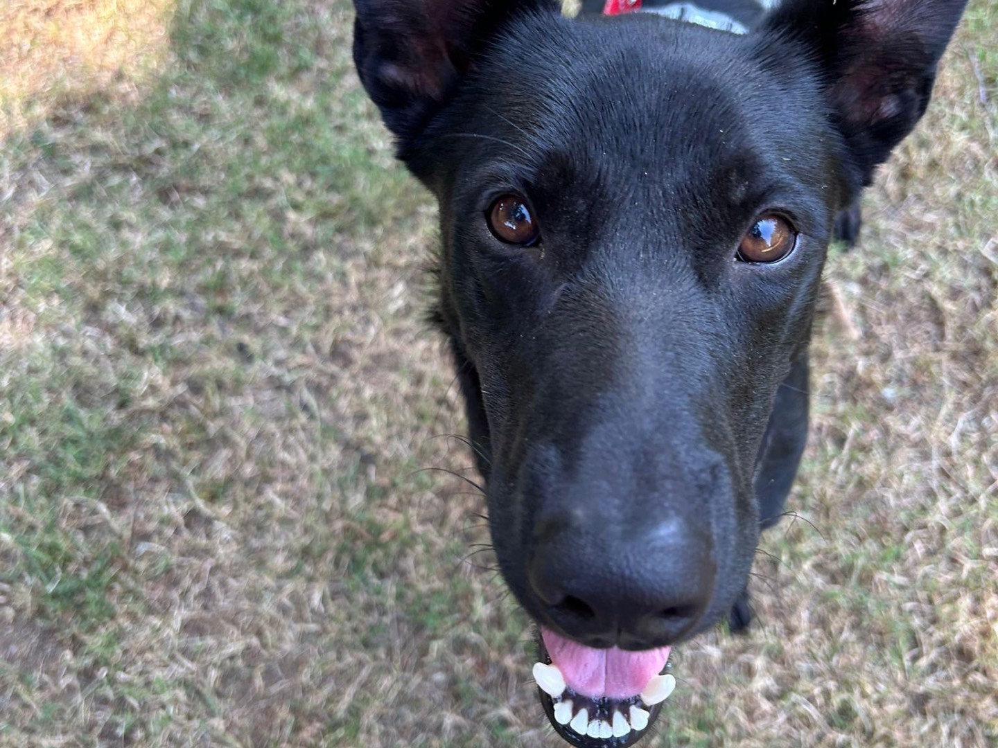 Adotta il cane Pece a Milano
