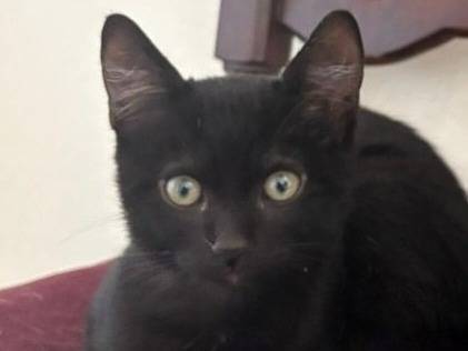 Adotta un gatto, taglia non valida, femmina, Torino