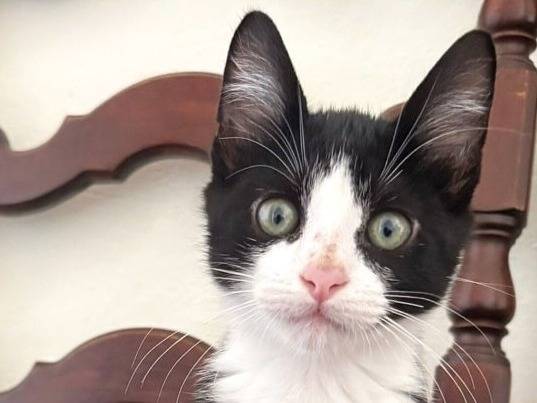 Vuoi adottare un gatto a Torino?