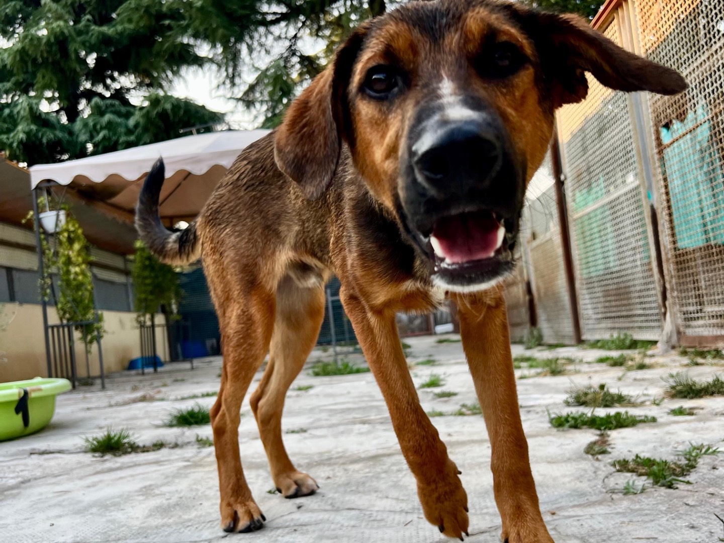 Adozione cane, maschio, Razza sconosciuta Razza sconosciuta, 6 mesi, taglia media, Milano
