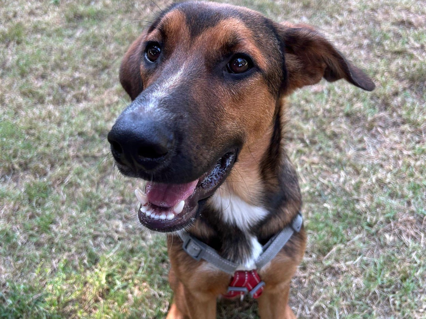 Adotta un cane, maschio, 6 mesi, Milano