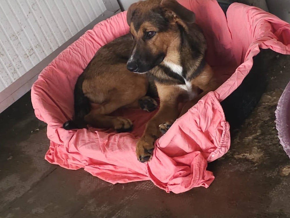 Vuoi adottare un cane a Milano?