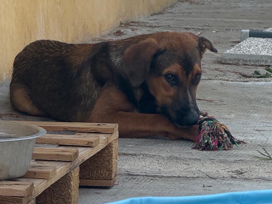 Adotta il cane Teo a Milano
