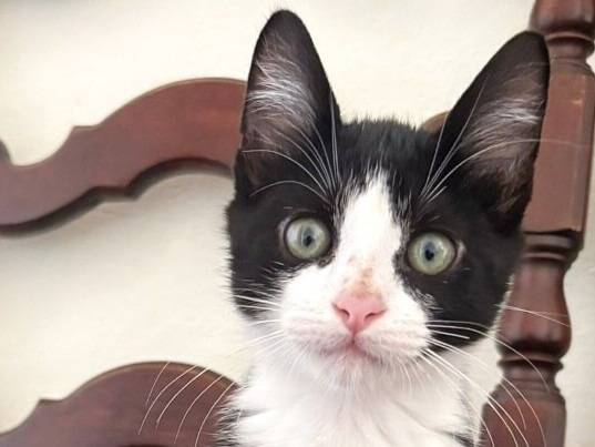 Adozione gatto, maschio, Razza sconosciuta Razza sconosciuta, 4 mesi, taglia non valida, Torino
