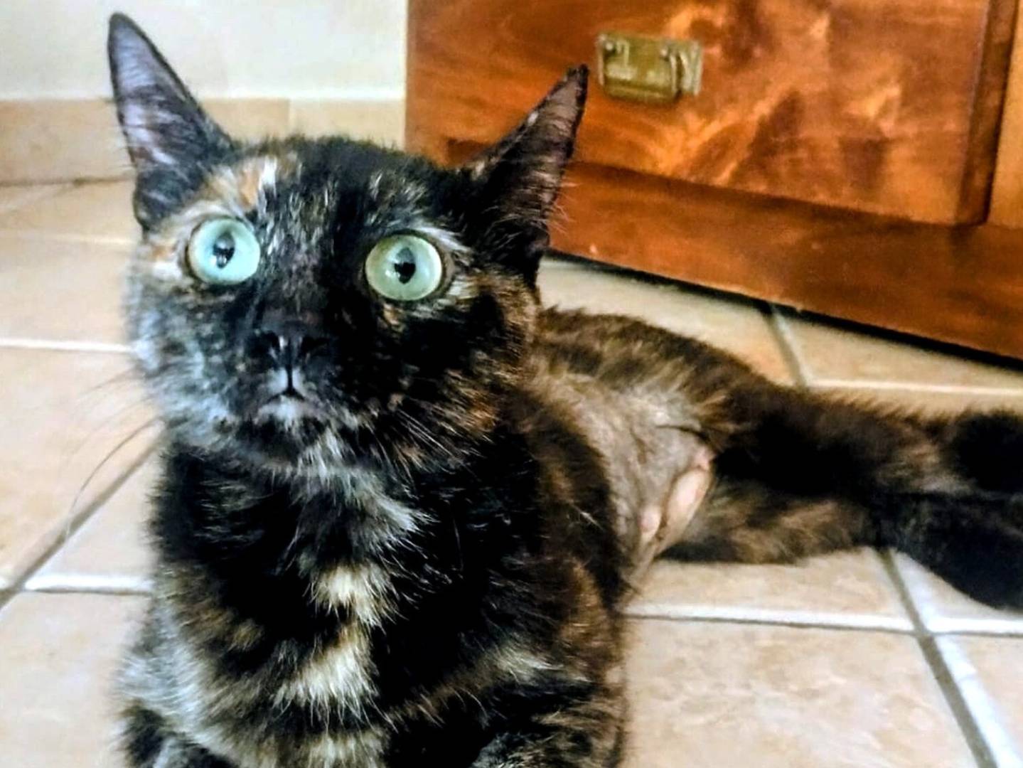 Adotta un gatto, maschio, 4 mesi, Torino