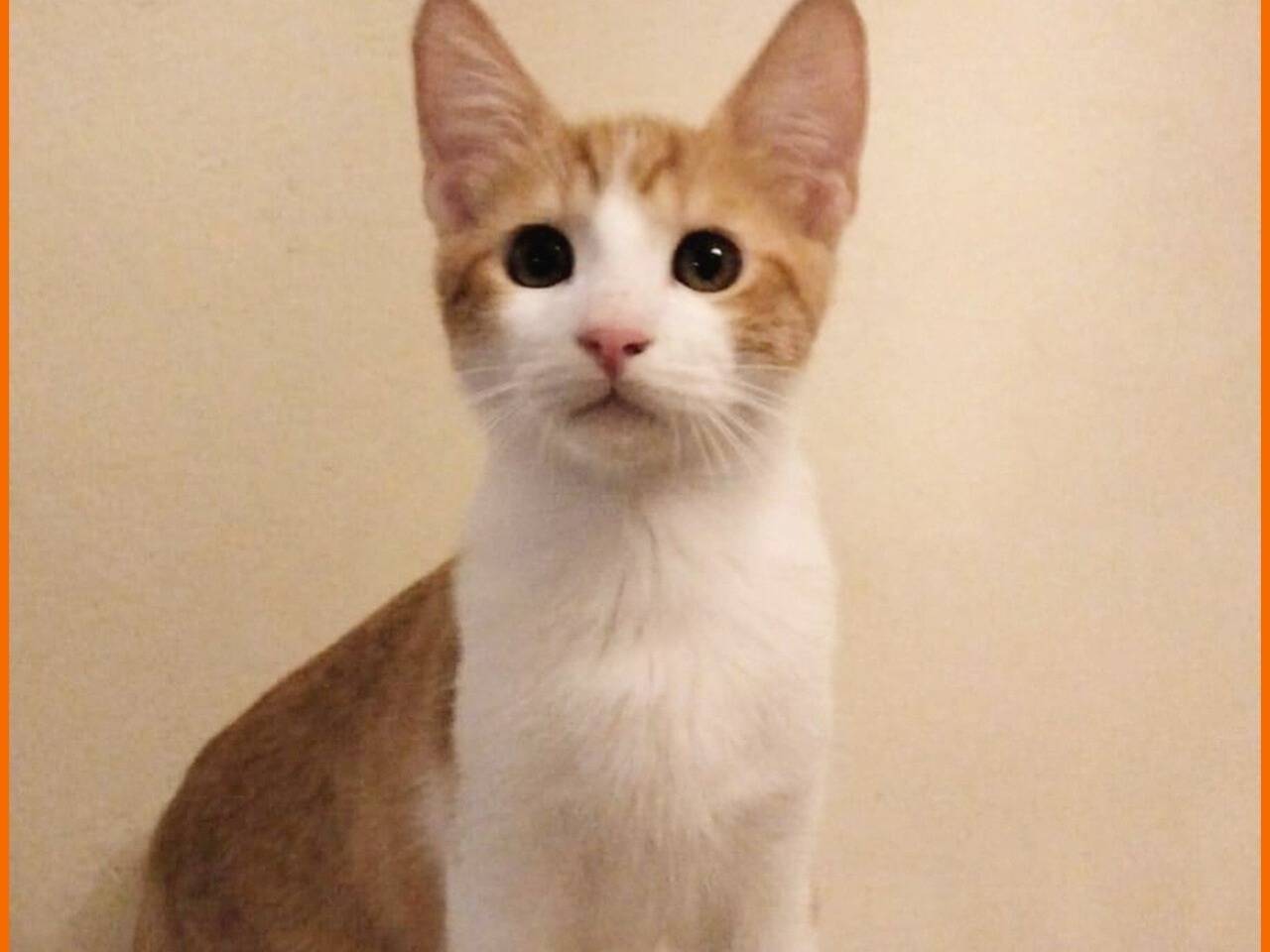 Adotta un gatto, taglia non valida, maschio, Torino