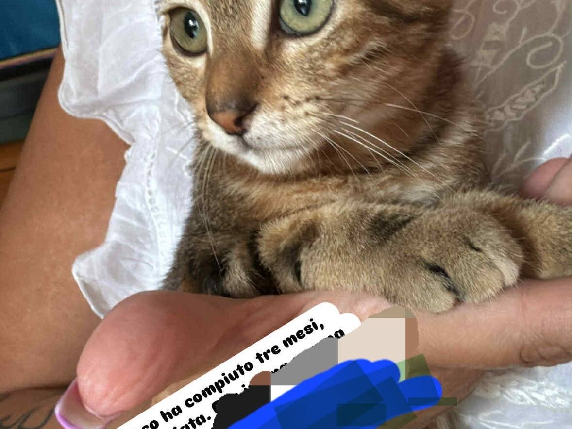 Adozione gatto, femmina, Razza sconosciuta Razza sconosciuta, 2 mesi, taglia non valida, Napoli