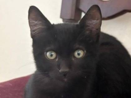 Adotta un gatto, taglia non valida, maschio, Torino