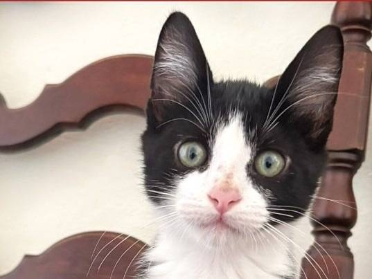 Vuoi adottare un gatto a Torino?