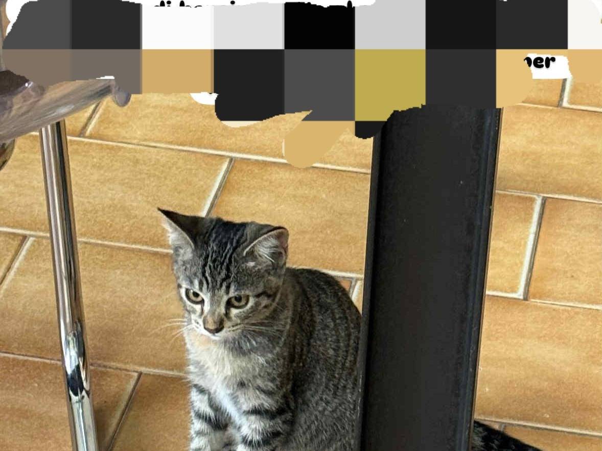 Adozione gatto, femmina, Razza sconosciuta Razza sconosciuta, 1 mesi, taglia non valida, Napoli