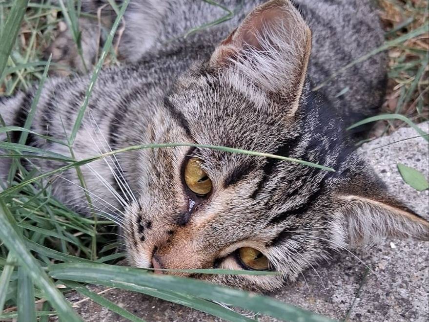 Adozione gatto, femmina, Razza sconosciuta Razza sconosciuta, 9 mesi, taglia non valida, Roma