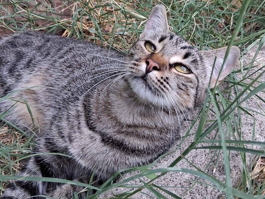 Adotta un gatto, femmina, 9 mesi, Roma