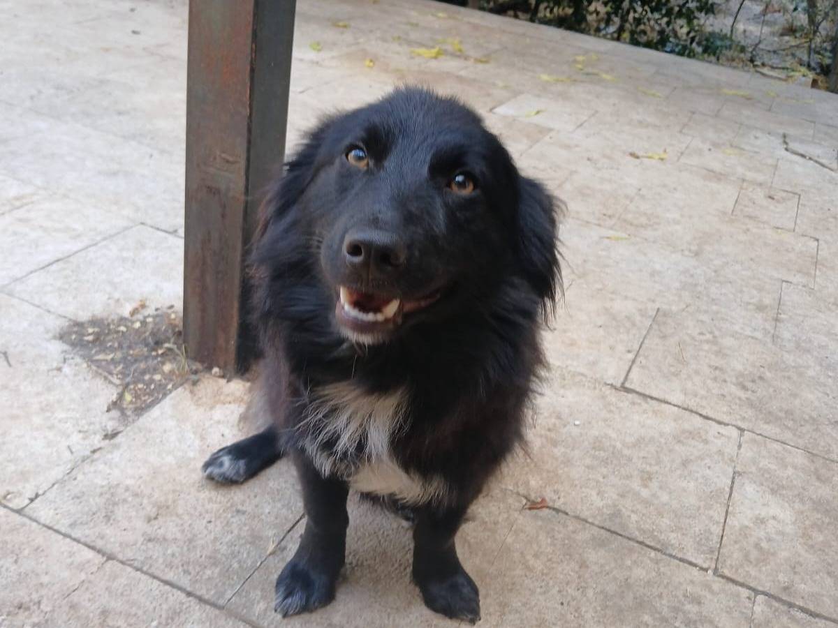 Adozione cane, maschio, Razza sconosciuta Razza sconosciuta, 11 mesi, taglia piccola, Bari