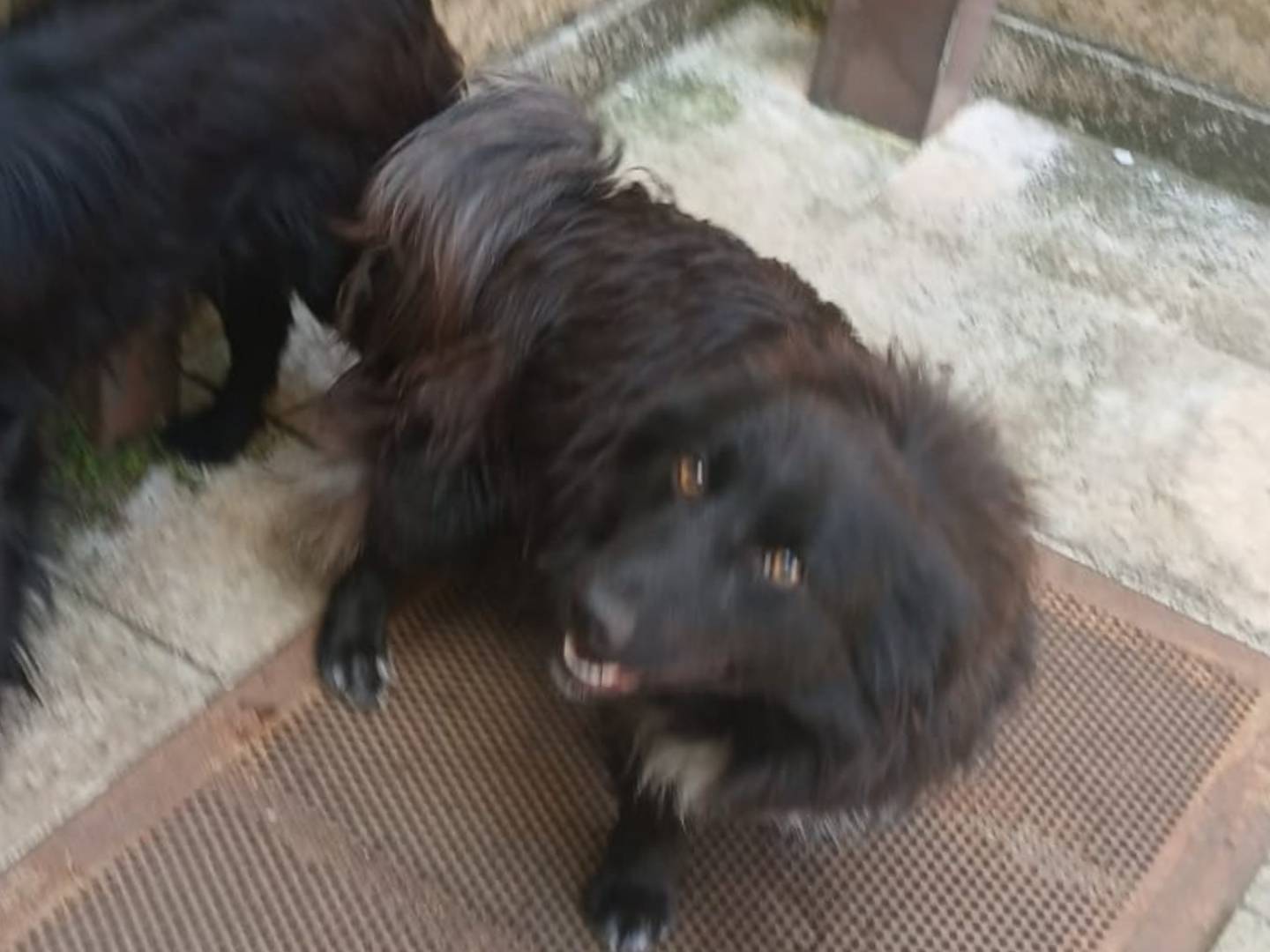 Adotta un cane, maschio, 11 mesi, Bari