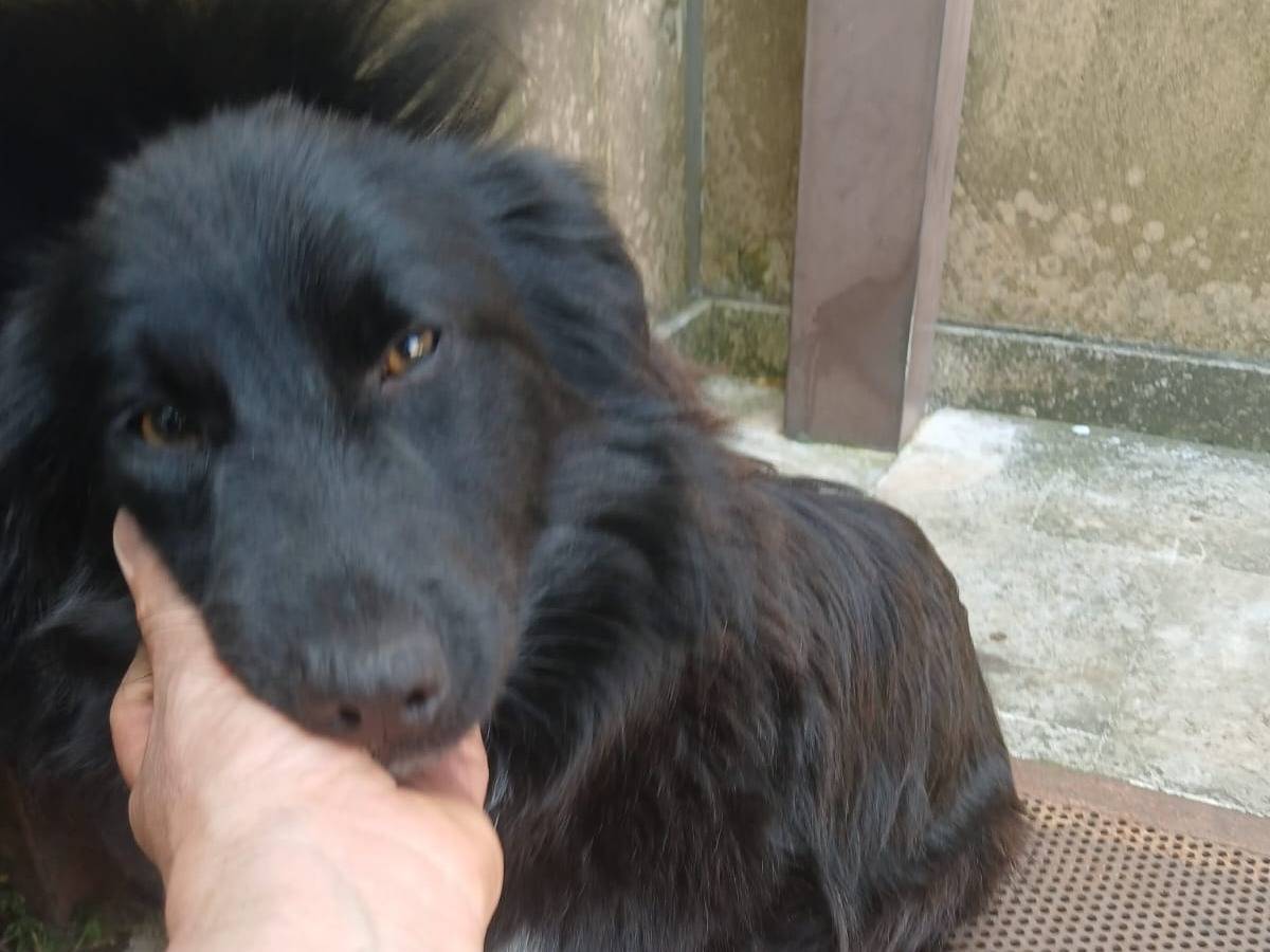 Adotta un cane, taglia piccola, maschio, Bari