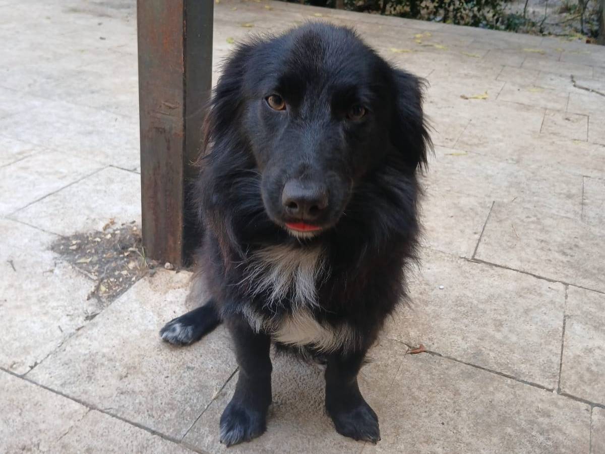Vuoi adottare un cane a Bari?
