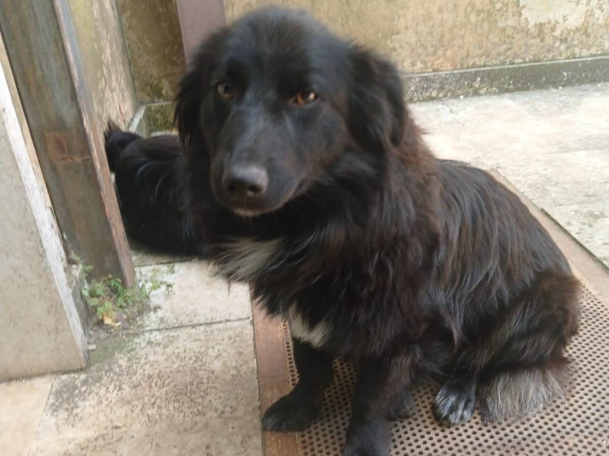 Adotta il cane Carlos a Bari
