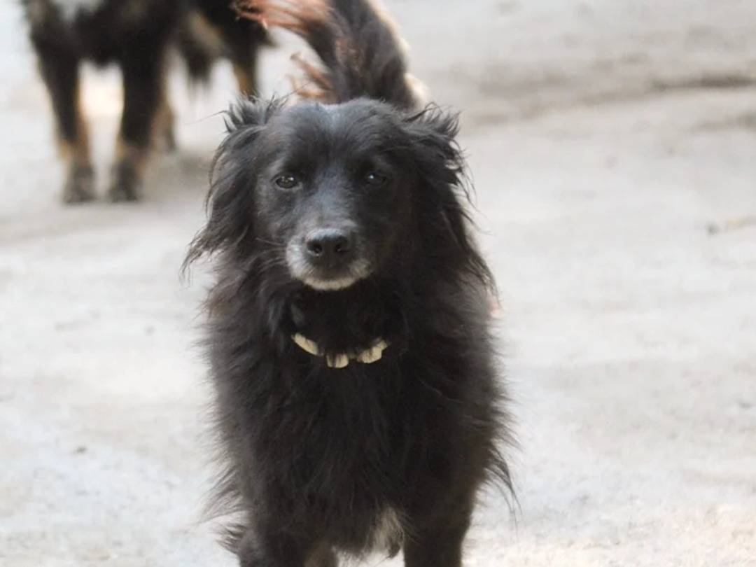 Adozione cane, femmina, Razza sconosciuta Razza sconosciuta, 2 anni e 2 mesi, taglia piccola, Chieti