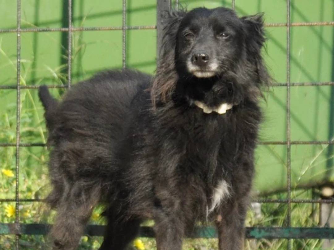 Adotta un cane, femmina, 2 anni e 2 mesi, Chieti