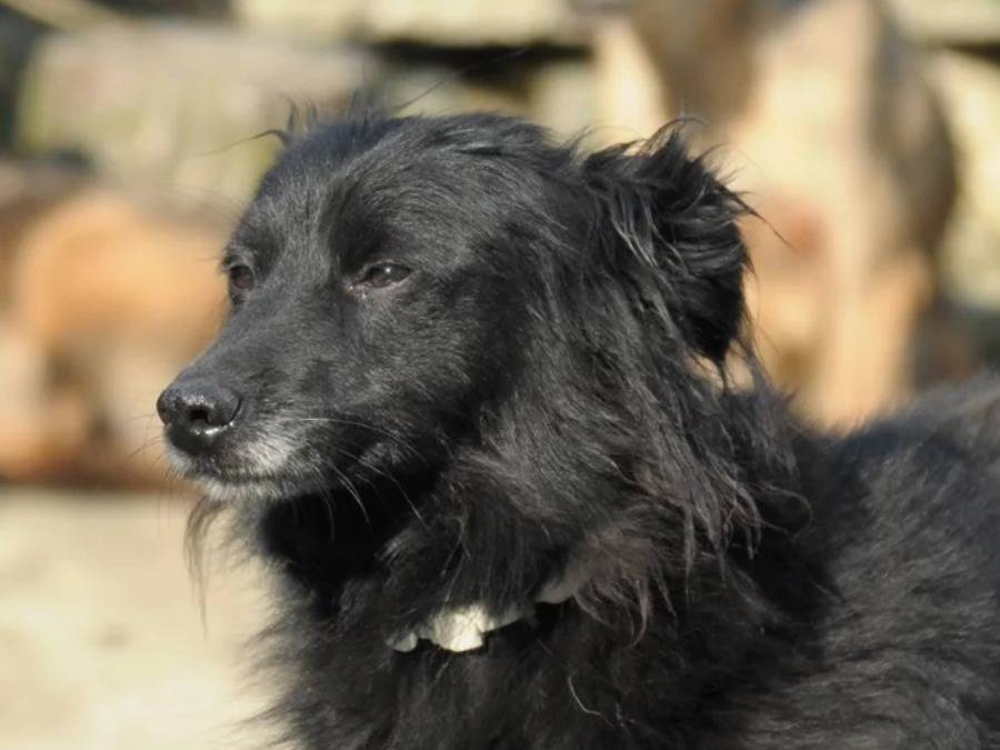 Adotta un cane, taglia piccola, femmina, Chieti