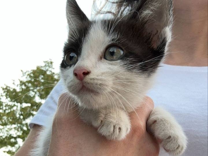 Adozione gatto, maschio, Razza sconosciuta Razza sconosciuta, 1 mesi, taglia non valida, Bari
