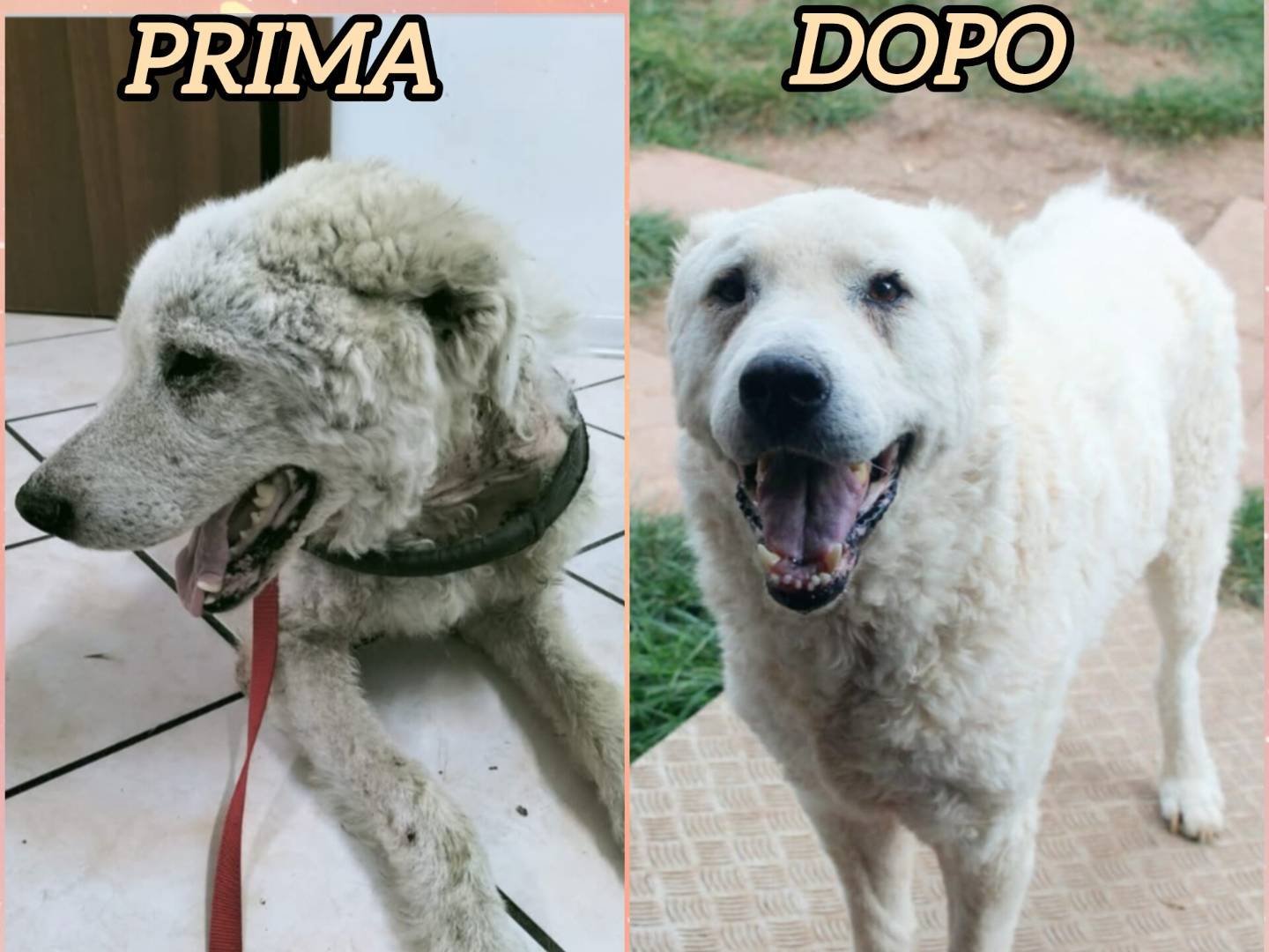 Adozione cane, maschio, Pastore maremmano Razza sconosciuta, 5 anni e 11 mesi, taglia gigante, Varese