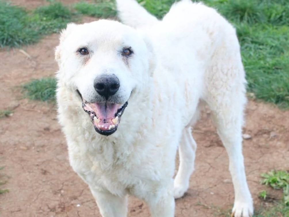 Adotta un cane, maschio, 5 anni e 11 mesi, Varese