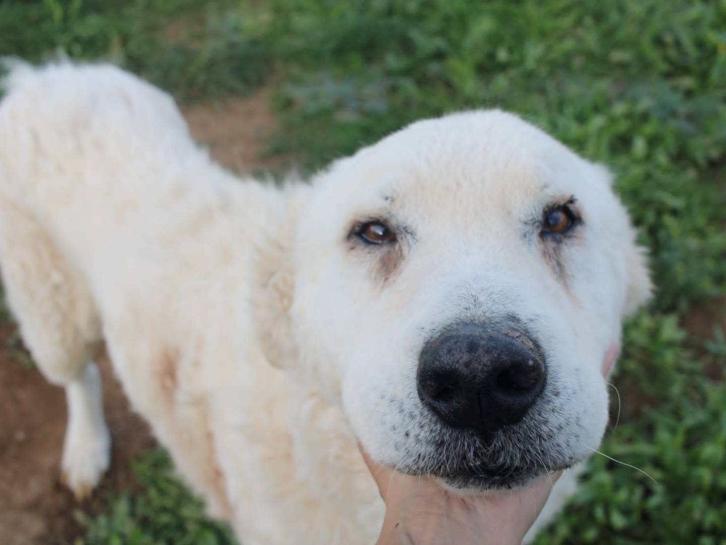 Adotta un cane, taglia gigante, maschio, Varese